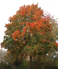 Fototapeta na wymiar Herbstlich gefärbter Baum
