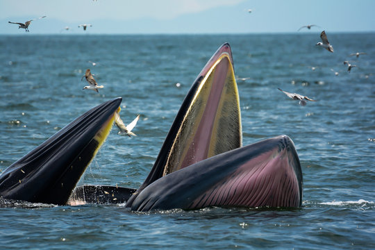 Bryde's Whales (Mother and Calf) hunting shrimps in the sea. This picture was taken in Thailand.