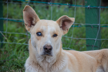portrait of blind old dog