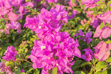Obraz premium Pink bougainvillea flower