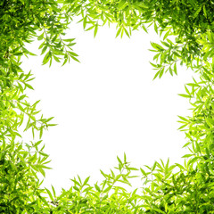 Green leaf frame