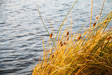 Close Up autumn reed