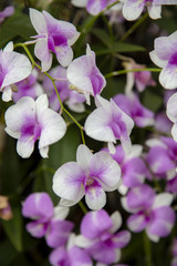 Fototapeta na wymiar Close-up purple orchid