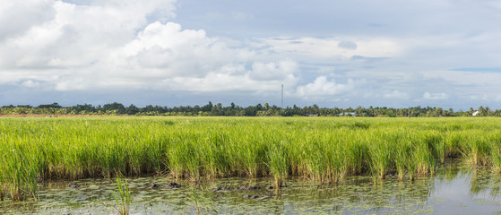 Panorama of the paddy rice field