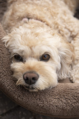 portrait of a beige curly cockapoodle dog