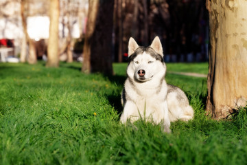 A beautiful mature Siberian husky male dog is lying down on the green grass near Sycamore. A dog has grey and white fur and blue eyes. He looks very serious.