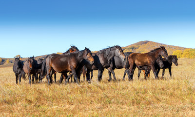 Fototapeta na wymiar Horses on the prairie