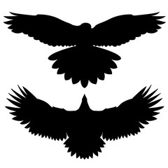 Eagle flying on white illustration. Bird.