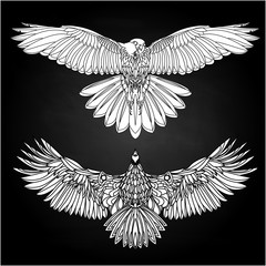 Eagle flying on white illustration. Bird.