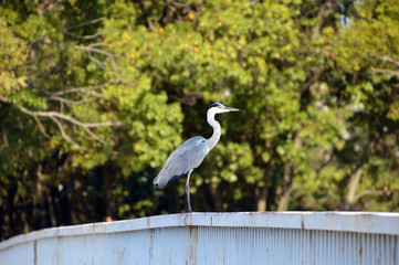 公園の中にある橋の欄干にとまったアオサギ