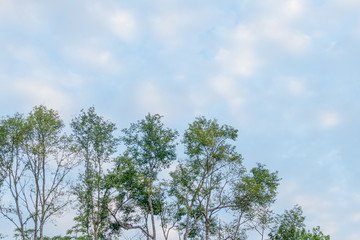 Green tree over blue sky