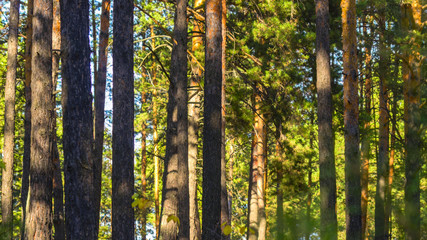 Fototapeta premium Pnie Drzewa Sosnowego W Słoneczny Letni Dzień. Organiczne tło.