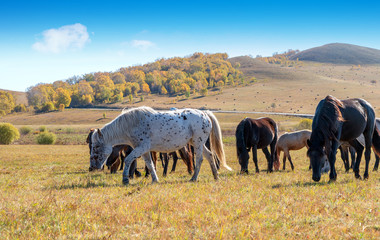Obraz premium Horses on the prairie