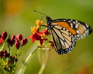 Obraz na płótnie Canvas Monarch on Tropical Milkweed