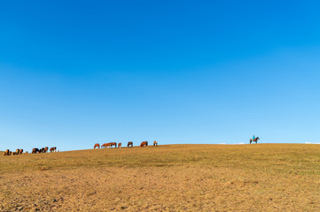 Obraz premium Horses on the prairie