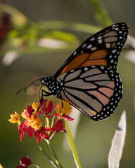 Monarch Butterfly on Tropical Milkweed