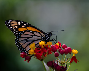 Fototapeta na wymiar Monarch on Flower