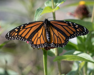 Monarch Wings
