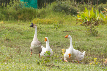 Goose in park