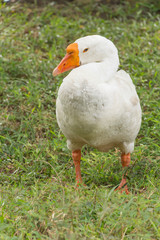 Goose in park