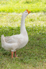Goose in park