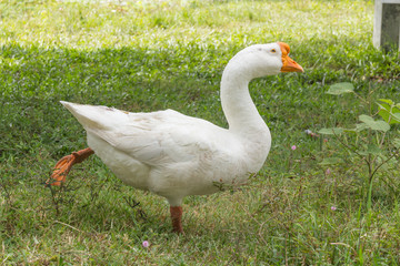 Goose in park