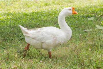 Goose in park