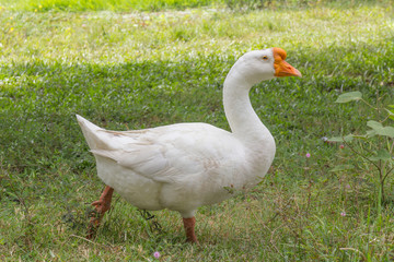 Goose in park