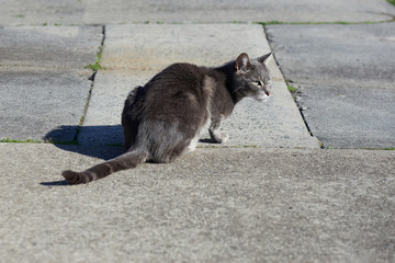 Grey street cat on a concrete footpath in the sun.