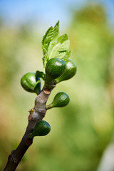 Fig buds on a branch in a garden lit by spring sunshine.