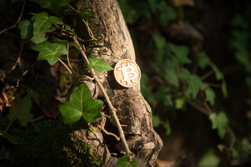 Bit coin in woods