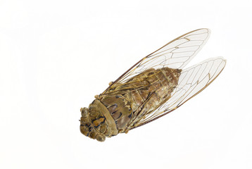Cicada insect isolated