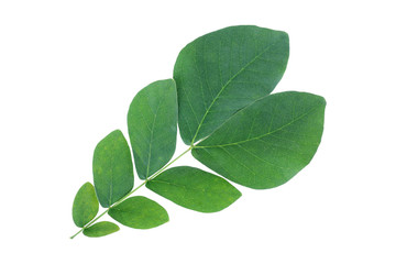 Fototapeta premium Green leaves isolated on white background