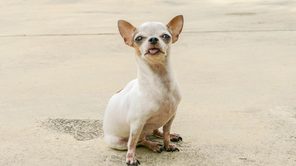 Chihuahua dog sunbathing