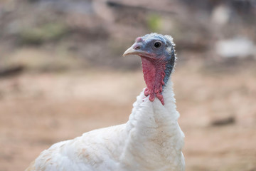 White Turkey