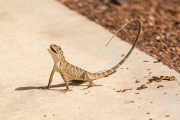 Tree lizard