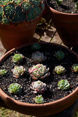 Close crop on three terracotta pots tone of which contains succulents planted in a formal geometric design.