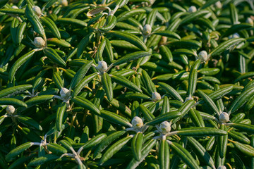 Green flowering foliage on mass close up showing detail.