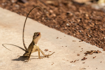Tree lizard