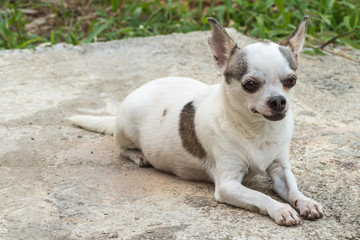 Naklejka na ściany i meble Chihuahua dog sunbathing