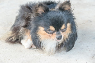 Long-haired tricolor chihuahua dog