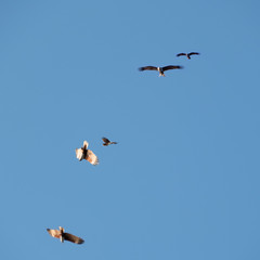 Fishing Osprey