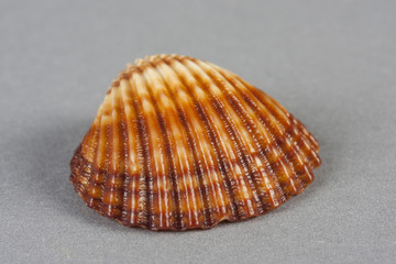 seashell on gray background