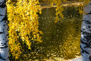 Yellow autumn birch leaves on a background of water, landscape, time of Golden autumn
