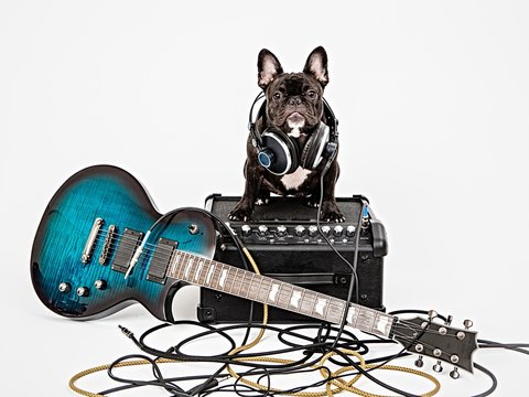 French bulldog and guitar, amplifier 