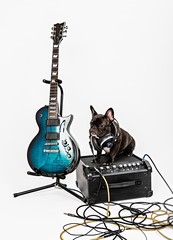 French bulldog and guitar, amplifier 