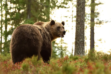 Brown bear in forest looking back