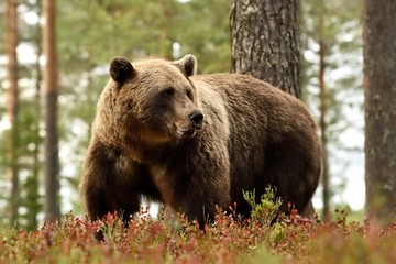 Brown bear in a forest landscape