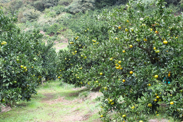 みかん農園