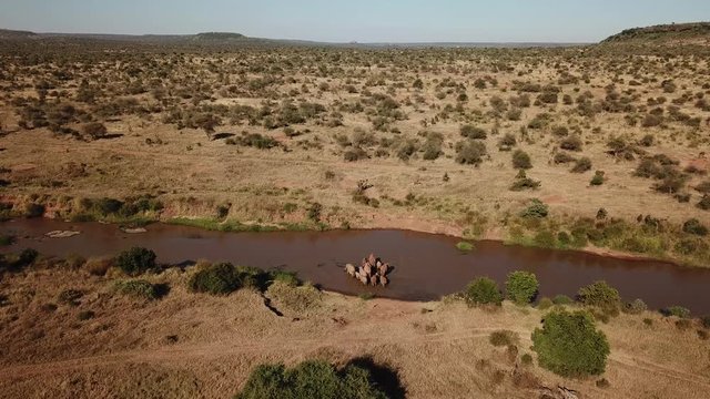 Herd of African Elephants video by aerial drone   